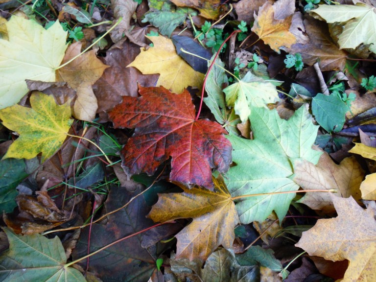Autumn leaves