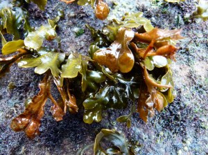 Seaweed growing on a cliff face