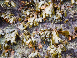 Seaweed growing on a cliff face