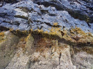 Seaweed growing on a cliff face