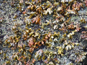 Seaweed growing on a cliff face