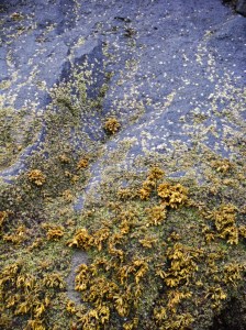 Seaweed growing on a cliff face