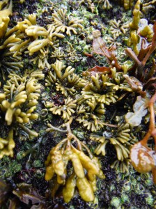 Seaweed growing on a cliff face