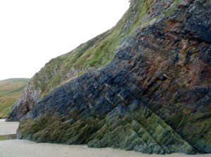 Seaweed growing on a cliff face