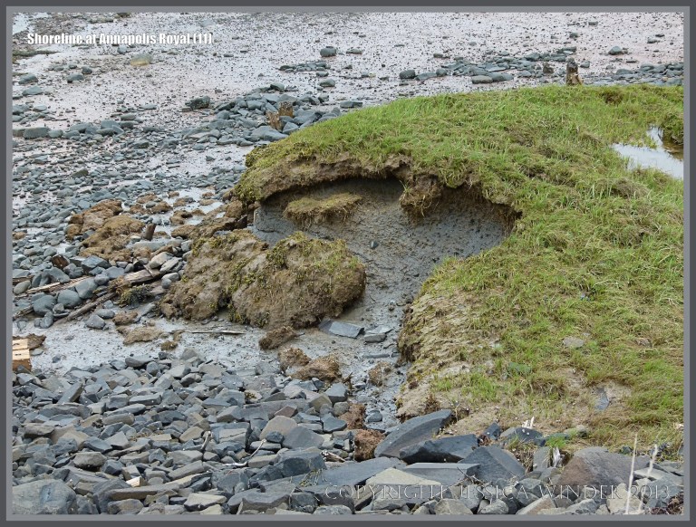 Eroding salt marsh muds and clays on the shore at Annapolis Royal
