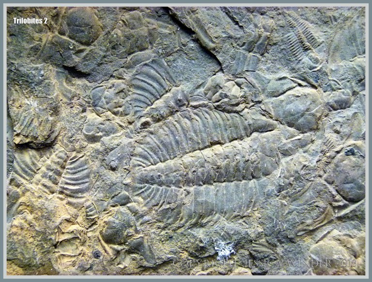 Trilobite fossils in a slab of mid-Cambrian rock from British Columbia, Canada
