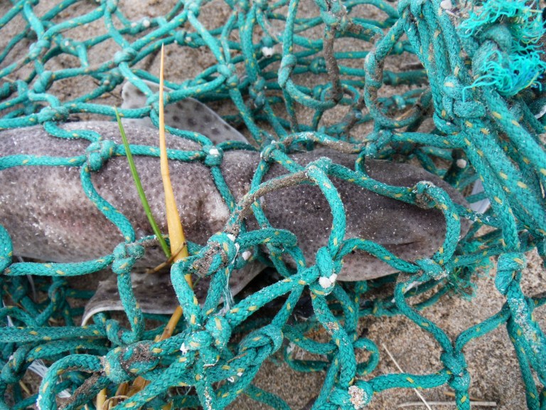 Dead dogfish in green fishing net