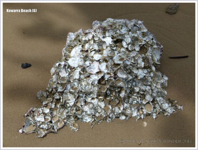 Australian native rock oysters on a beach boulder