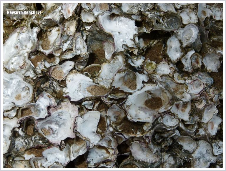 Close-up image of native rock oysters on a boulder