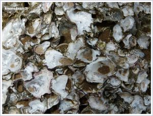 Close-up image of native rock oysters on a boulder