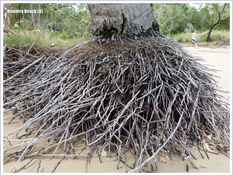 Exposed tree roots on a sandy beach