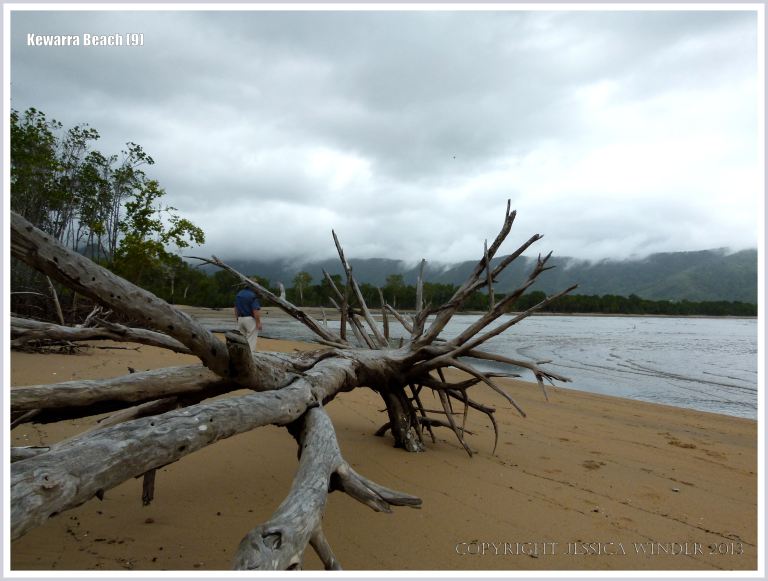 Driftwood on a sandy Australian beach