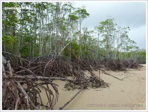 Trees with exposed roots growing on a sandy beach