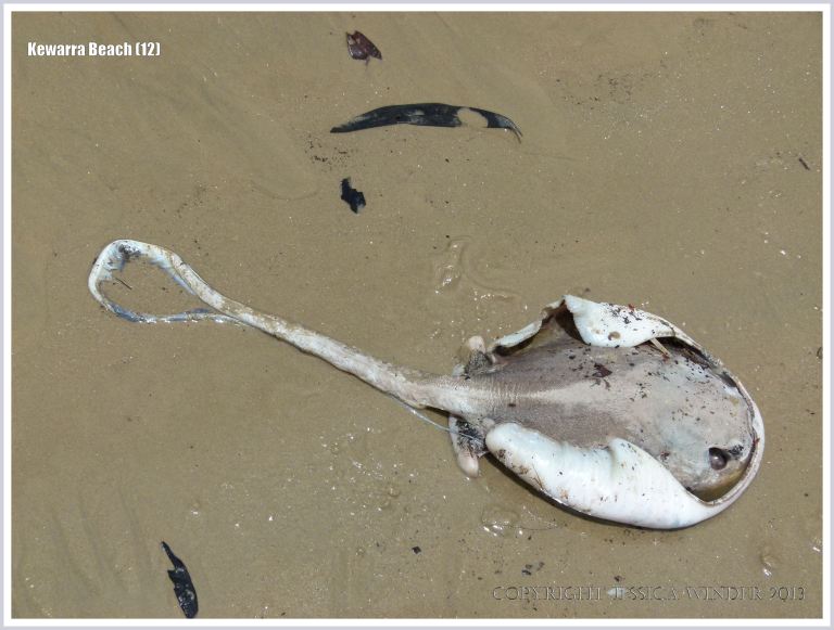 Dead fish washed up on sandy beach