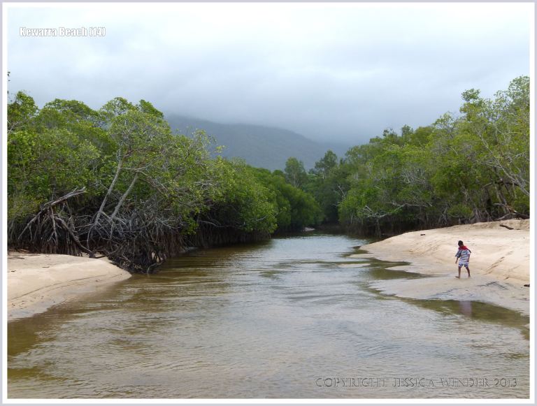 Mangrove-lined river flowing onto the beach