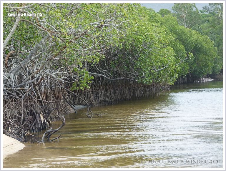 Small river estuary with mangroves