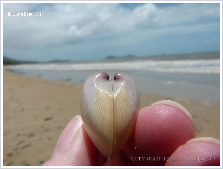 Small living clam found rolling in the surf