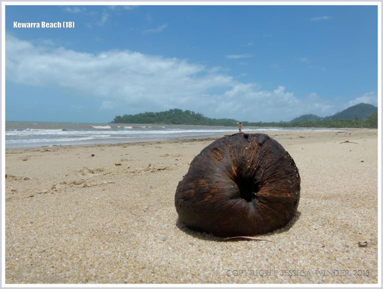 Coconut with husk washed ashore