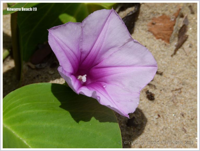 Goat's Foot Morning Glory flower on the beach
