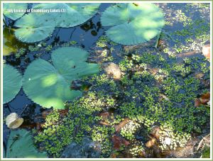 Water lily leaves and other aquatic plants at Centenary Lakes
