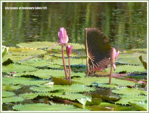 Water lily leaves and pink water lily flowers at Centenary Lakes