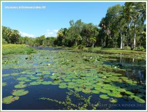 View of the freshwater lake at Centenary Lakes