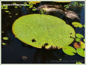 Large water lily leaf a metre in diameter at Centenary Lakes