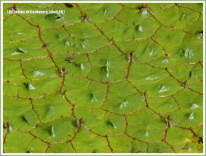 Close-up of a water lily leaf at Centenary Lakes