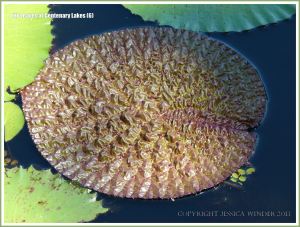 Partly opened water lily leaf at Centenary Lakes