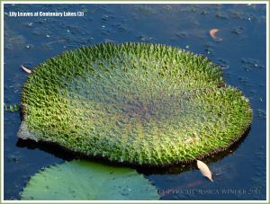 Partly opened water lily leaf with crumpled surface texture at Centenary Lakes