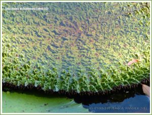 Partly opened water lily leaf with crumpled surface texture at Centenary Lakes