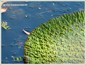 Partly opened water lily leaf with crumpled surface texture at Centenary Lakes