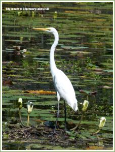 White Egret standing on water lily leaves at Centenary Lakes