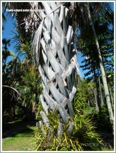 Sharp teeth on dead palm leaf stems still attached to the tree trunk