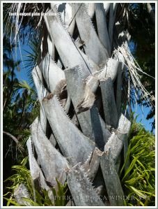 Sharp teeth on dead palm leaf stems still attached to the tree trunk