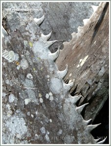 Close-up detail of the sharp teeth on a palm leaf stem