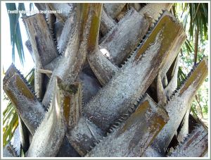 Sharp teeth on dead palm leaf stems still attached to the tree trunk
