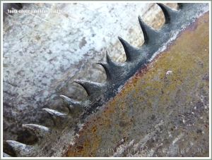 Close-up detail of the sharp teeth on a palm leaf stem