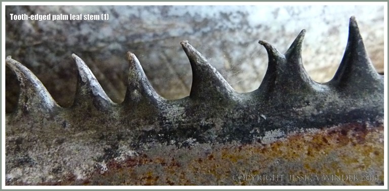 Close-up detail of the sharp teeth on a palm leaf stem