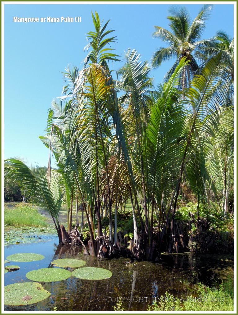 Mangrove, Nipa, or Nypa Palm growing in brackish water