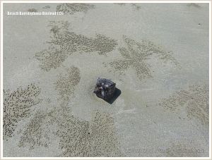 Box fruit from Barringtonia asiatica on sandy beach with pellets of the Bubbler Crab