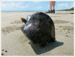 Box fruit from Barringtonia asiatica on sandy beach with pellets of the Sand Bubbler Crab