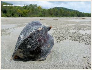 Box fruit from Barringtonia asiatica on sandy beach with pellets of the Sand Bubbler Crab