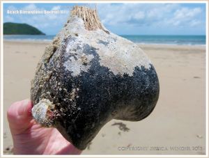 A Box Fruit from the Beach Barringtonia mangrove tree with encrusting seamat and goose barnacles