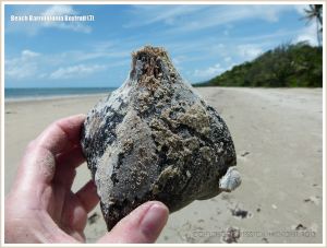 A Boxfruit from the Beach Barringtonia mangrove tree with encrusting seamat and goose barnacles