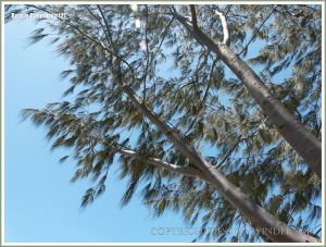 Casuarina branchlets blowing in the breeze