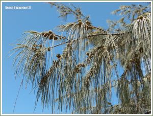 Pendant flexible branchlets and fruits of the Beach Casuarina