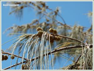Pendant flexible branchlets with fruits of the Beach Casuarina