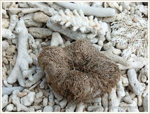 Fibrous remains of a Boxfruit from the Beach Barringtonia mangrove tree on a coral beach