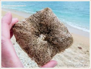 Fibrous remains of a Boxfruit from the Beach Barringtonia mangrove tree on a coral beach